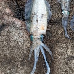 第二回秋アオリイカ調査隊