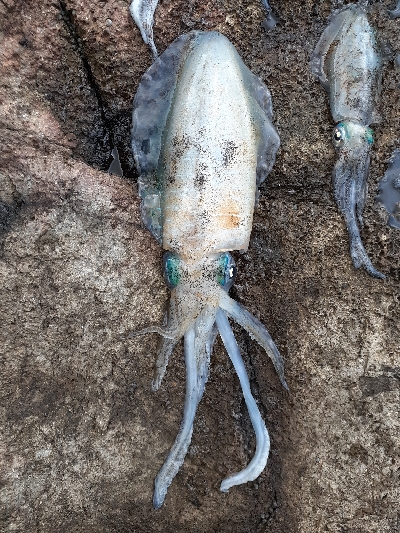 第二回秋アオリイカ調査隊