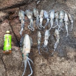 第二回秋アオリイカ調査隊