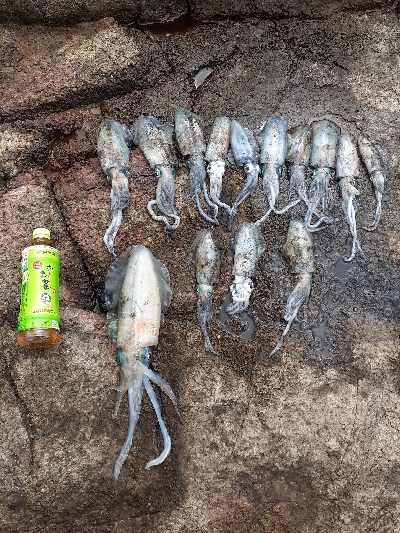 第二回秋アオリイカ調査隊