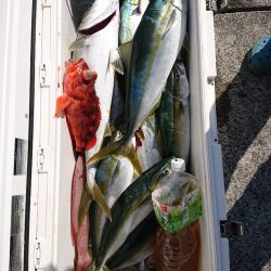 エンペラー 釣果