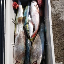 エンペラー 釣果