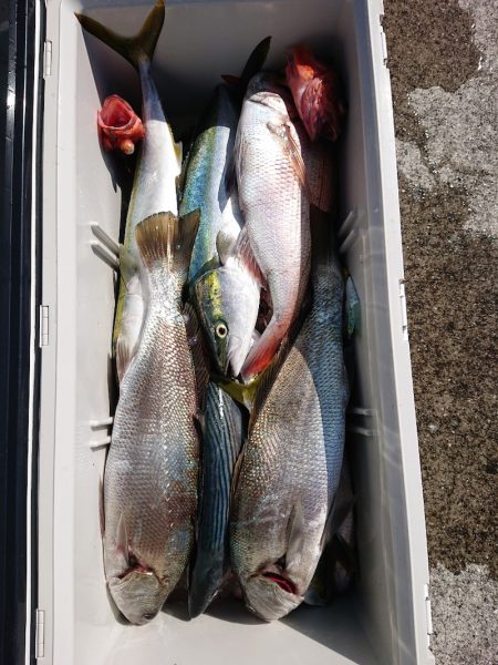 エンペラー 釣果