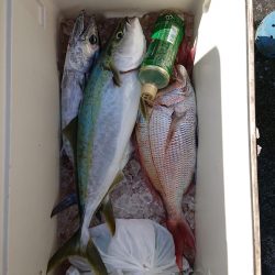 エンペラー 釣果