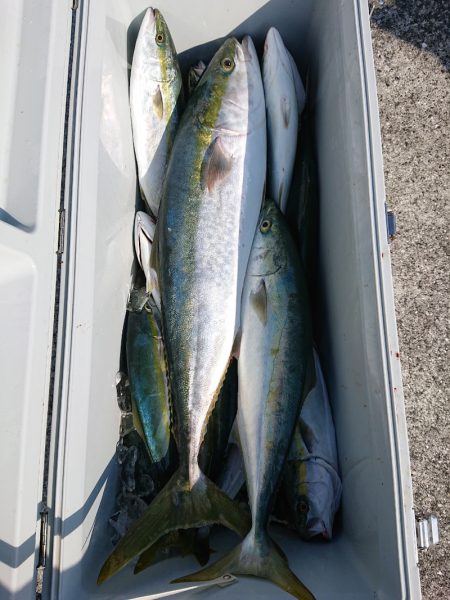 エンペラー 釣果