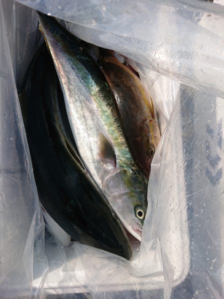 エンペラー 釣果