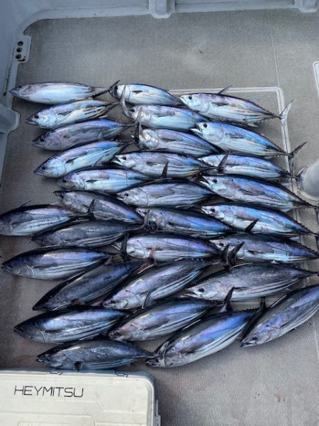 へいみつ丸 釣果