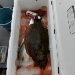 ファイヤードルフィン 釣果