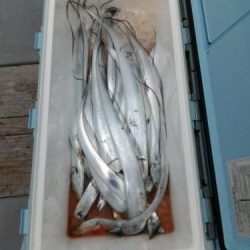 ファイヤードルフィン 釣果