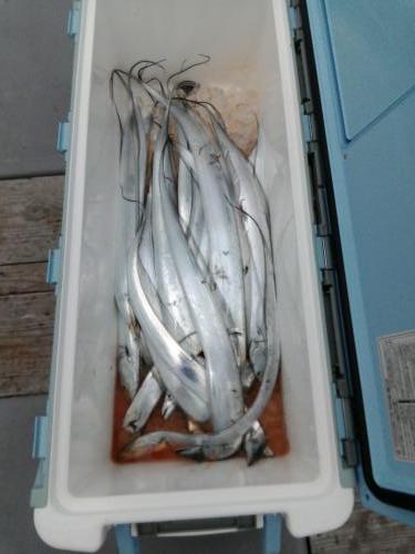 ファイヤードルフィン 釣果