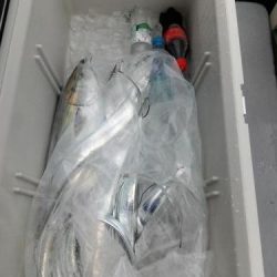 ファイヤードルフィン 釣果