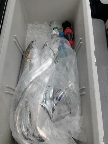 ファイヤードルフィン 釣果