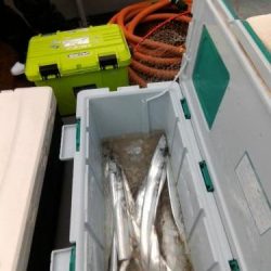 ファイヤードルフィン 釣果