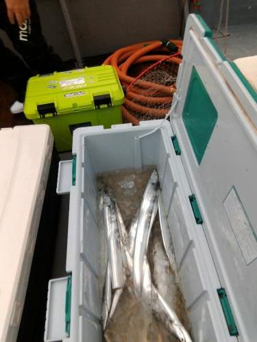 ファイヤードルフィン 釣果