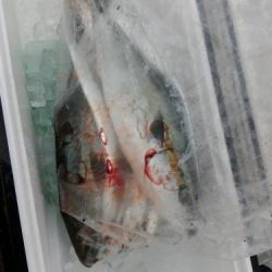 ファイヤードルフィン 釣果