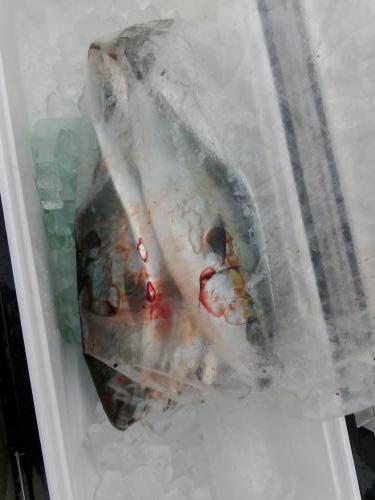 ファイヤードルフィン 釣果