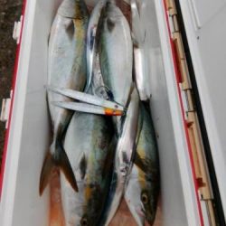 ファイヤードルフィン 釣果