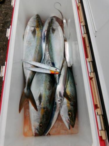 ファイヤードルフィン 釣果