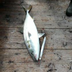 ファイヤードルフィン 釣果