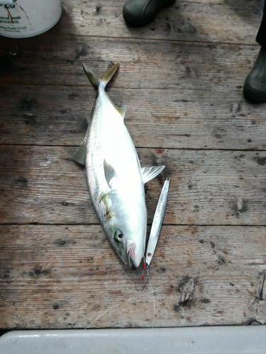 ファイヤードルフィン 釣果