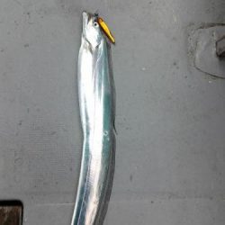 ファイヤードルフィン 釣果