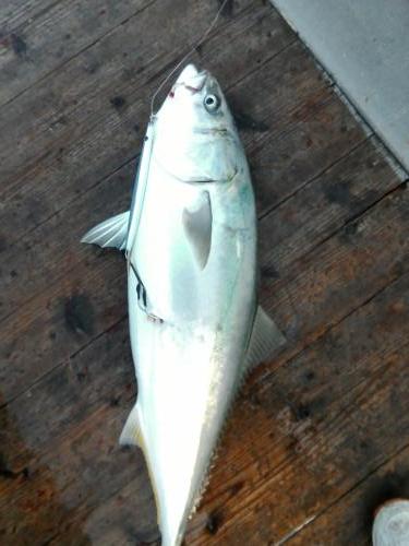 ファイヤードルフィン 釣果