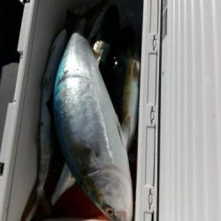 ファイヤードルフィン 釣果