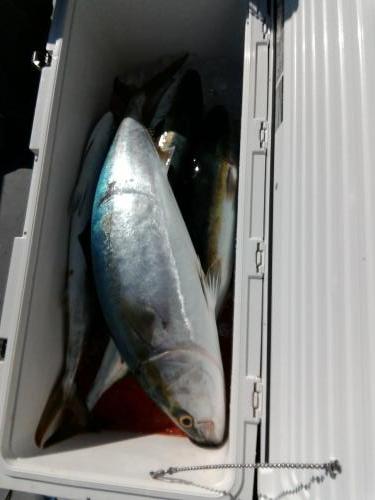 ファイヤードルフィン 釣果