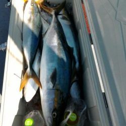 ファイヤードルフィン 釣果