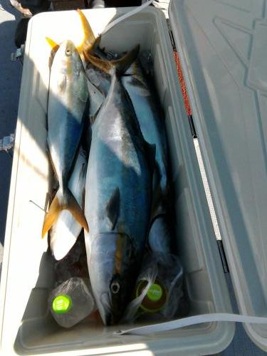 ファイヤードルフィン 釣果