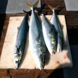 ファイヤードルフィン 釣果