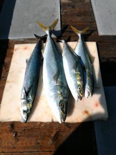 ファイヤードルフィン 釣果