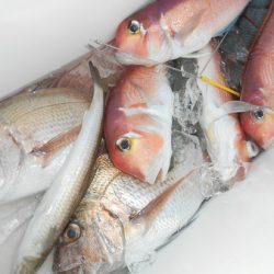 こうゆう丸 釣果