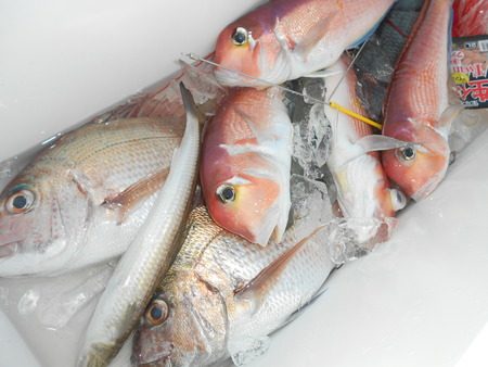 こうゆう丸 釣果