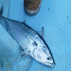 第五慶門丸 釣果