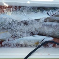 第五慶門丸 釣果