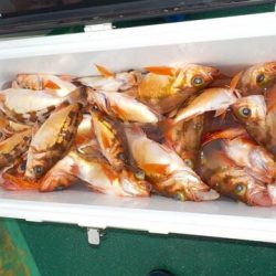 第二むつ漁丸 釣果