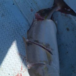 第五慶門丸 釣果