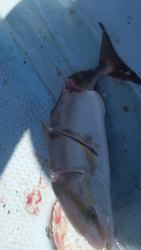 第五慶門丸 釣果