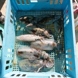 たかみ丸 釣果