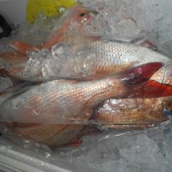 こうゆう丸 釣果