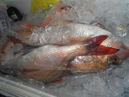 こうゆう丸 釣果