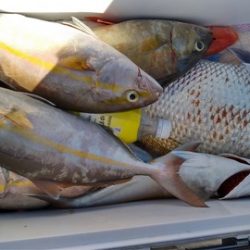 遊漁船 新鋭丸 釣果