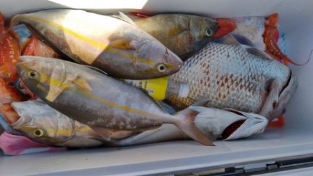 遊漁船 新鋭丸 釣果