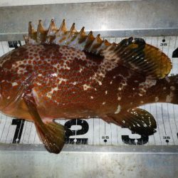 TOPGUN名古屋 釣果