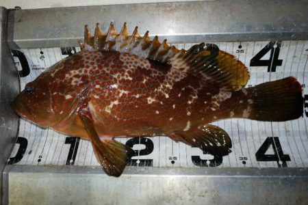 TOPGUN名古屋 釣果