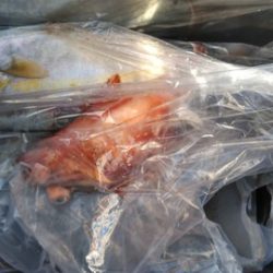 遊漁船 新鋭丸 釣果