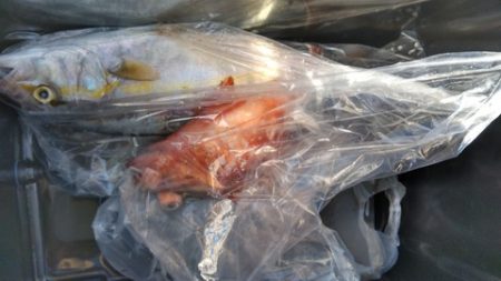 遊漁船 新鋭丸 釣果