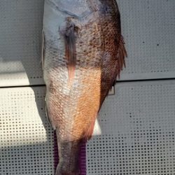 遊漁船 ニライカナイ 釣果