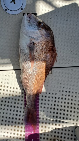 遊漁船 ニライカナイ 釣果